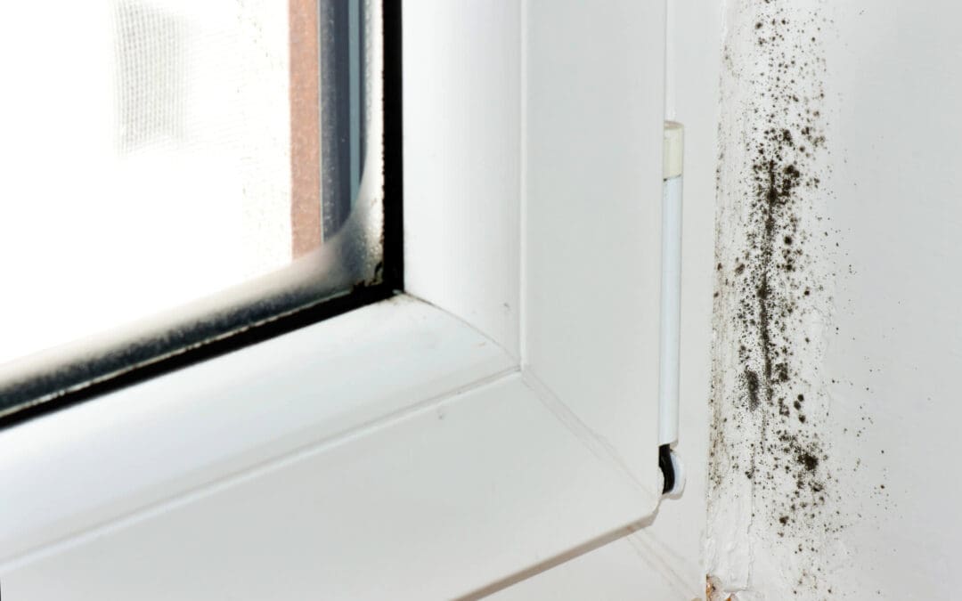 Preventing Mold Growth: A Homeowner’s Guide to a Healthier, Drier Home
