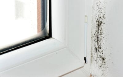 Preventing Mold Growth: A Homeowner’s Guide to a Healthier, Drier Home